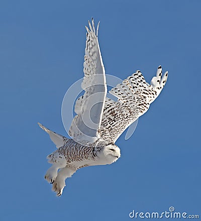 Snowy Owl Stock Photo